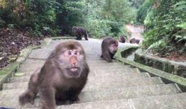 猴子夫妇爆料视频大全,揭秘幕后真相与趣味瞬间